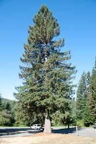 Sitka spruce tree with dense evergreen foliage