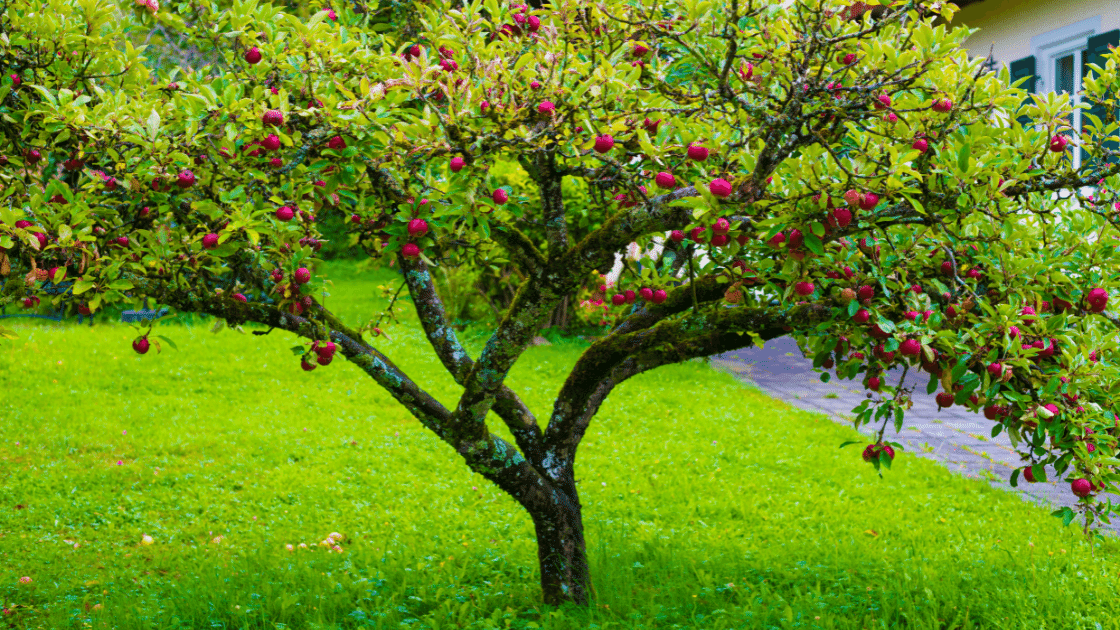 pruning plum trees in spring