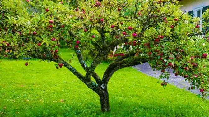 pruning fruite trees for better fruit production, sound tree care, seatac, seattle wa