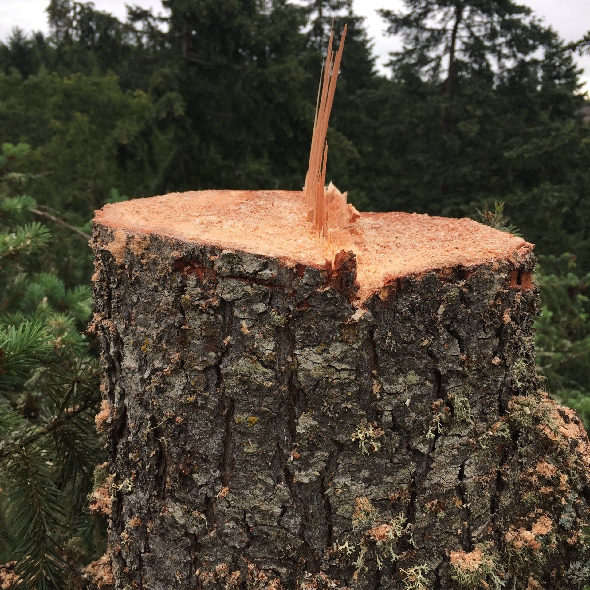tree felling hinge