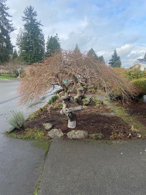 West Seattle tree pruning