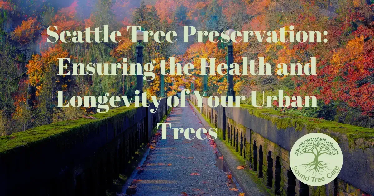 Seattle Tree Preservation: Ensuring the Health and Longevity of Your Urban Trees