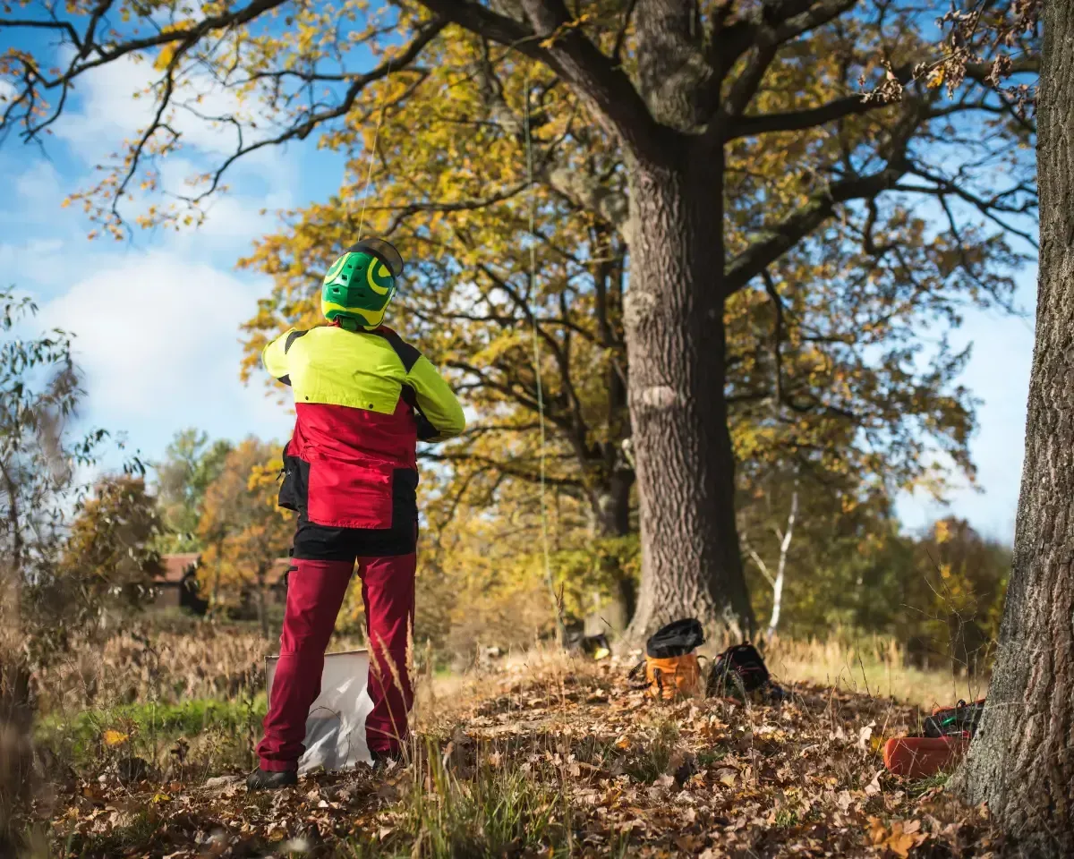 Arborist inspects a tree