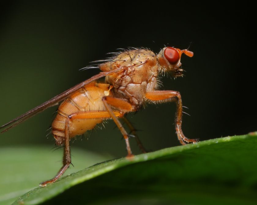 Spotted Wing Drosophila, Fruit Fly that feeds on and kills ripening fruit