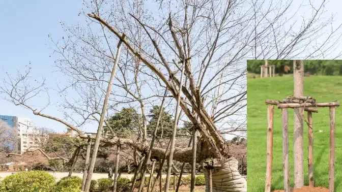 brace broken or cracked branches and support young trees after a seattle storm, sound tree care