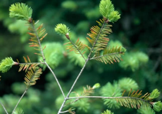 Swiss Needle Cast, Common Tree Diseases Of Seattle WA, Sound Tree Care