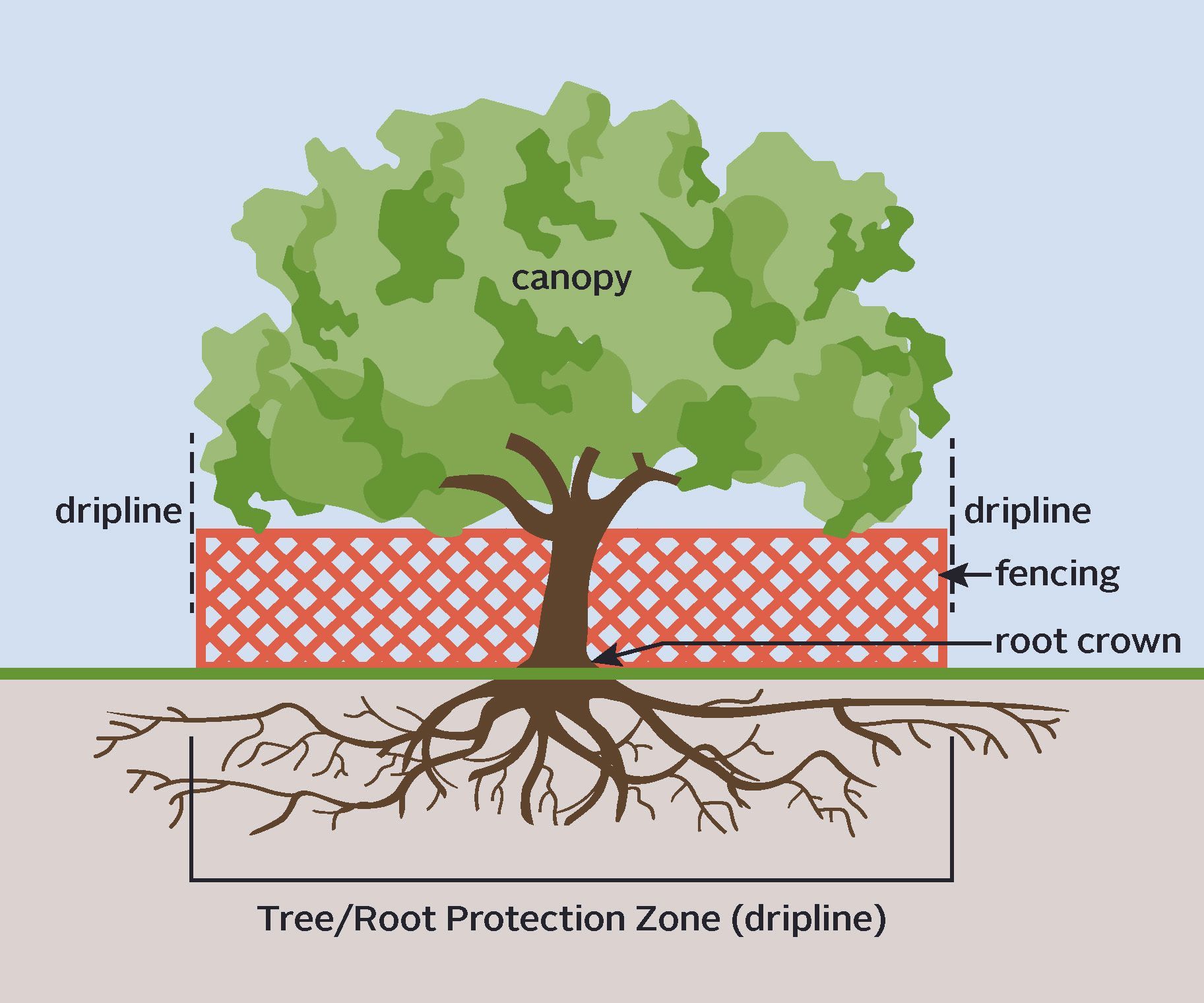 Tree protection zone diagram for Bellevue construction projects