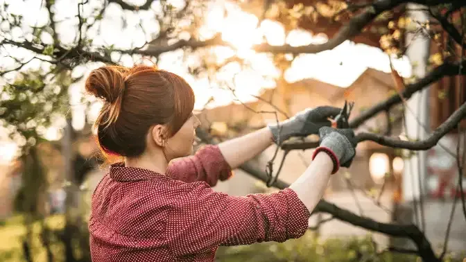 The Right Way To Pruning An Apple Tree, Pruning Fruit Trees For Better Fruit Production,