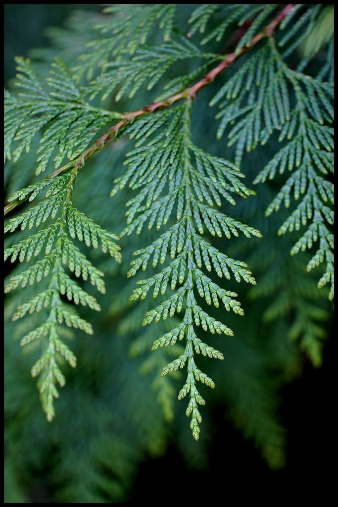 Western red cedar tree showing thinning foliage