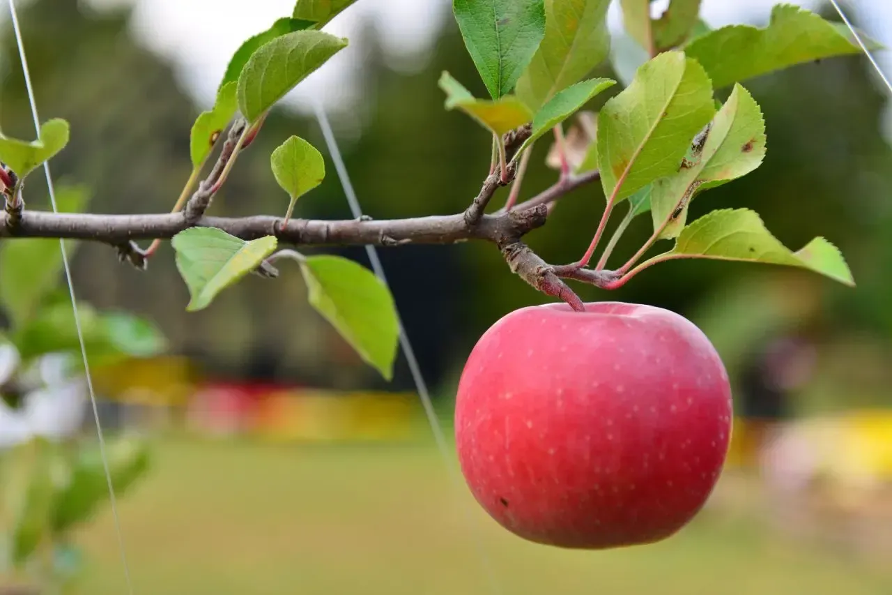 a red apple is hanging from a tree branch