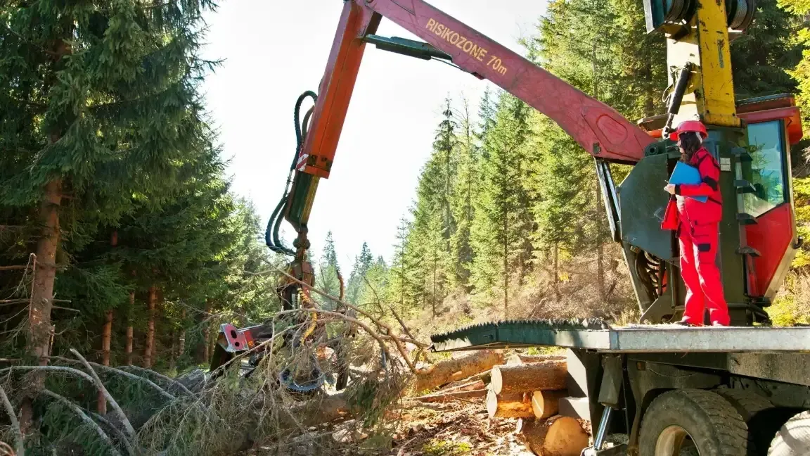 tree removal