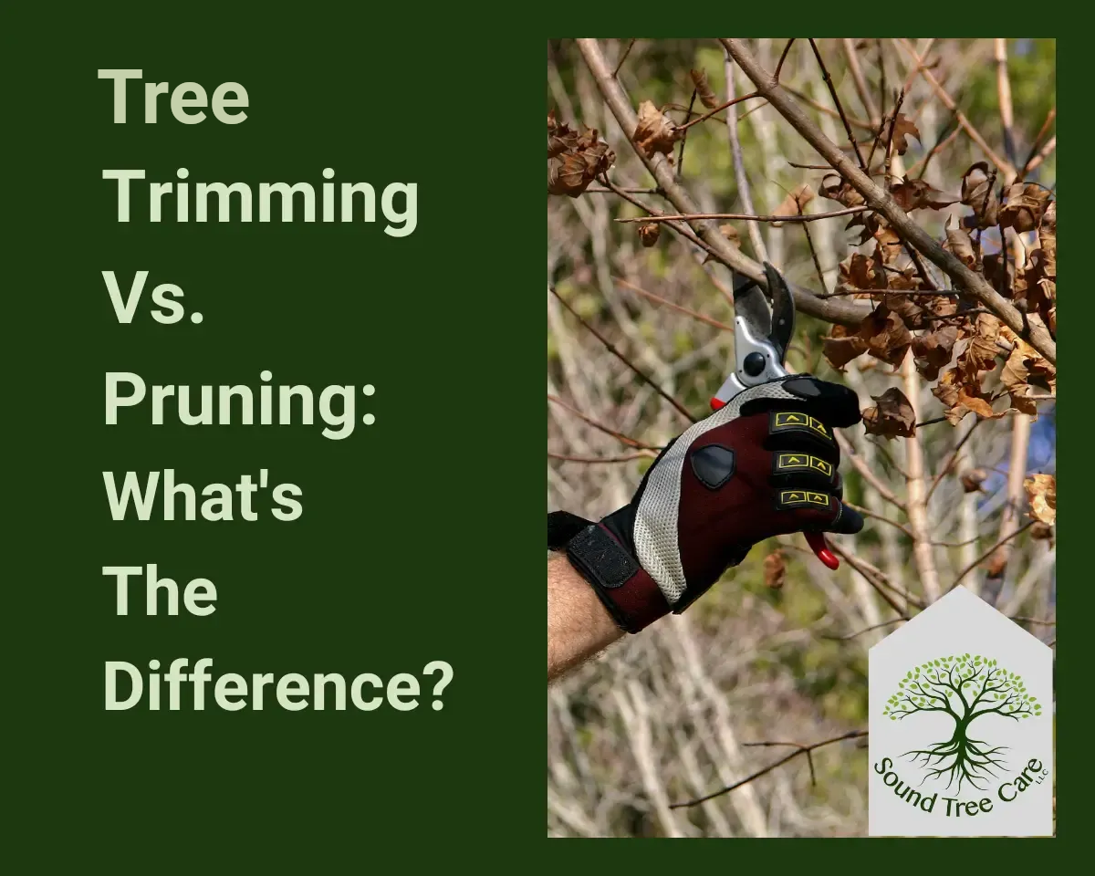 Garden pruning graphic with gloved hand trimming branches and text: “Trimming vs. Pruning: What’s the Difference?”