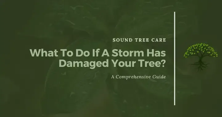 What to do if a storm has damaged your tree graphic