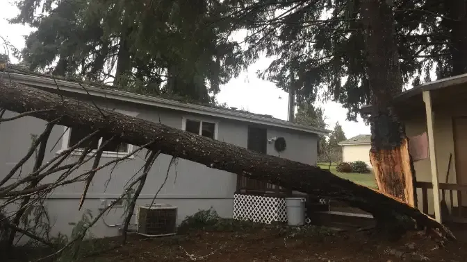 tree stem split in a Seattle storm, how to care for damaged trees after a seattle storm, seattle tree care