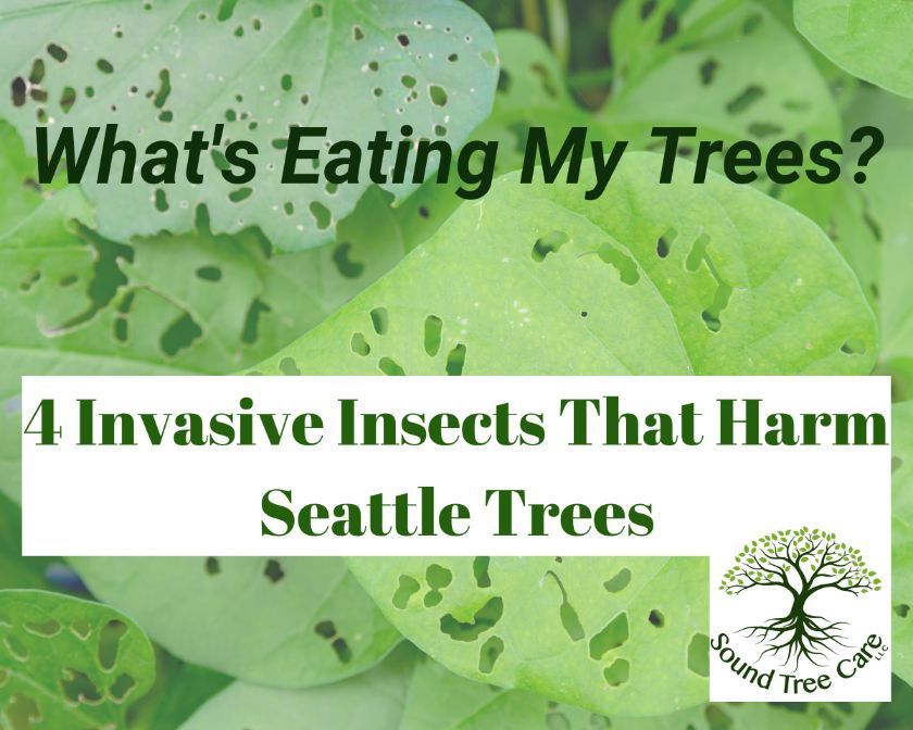 7 invasive insects damaging Seattle trees, sound tree care
