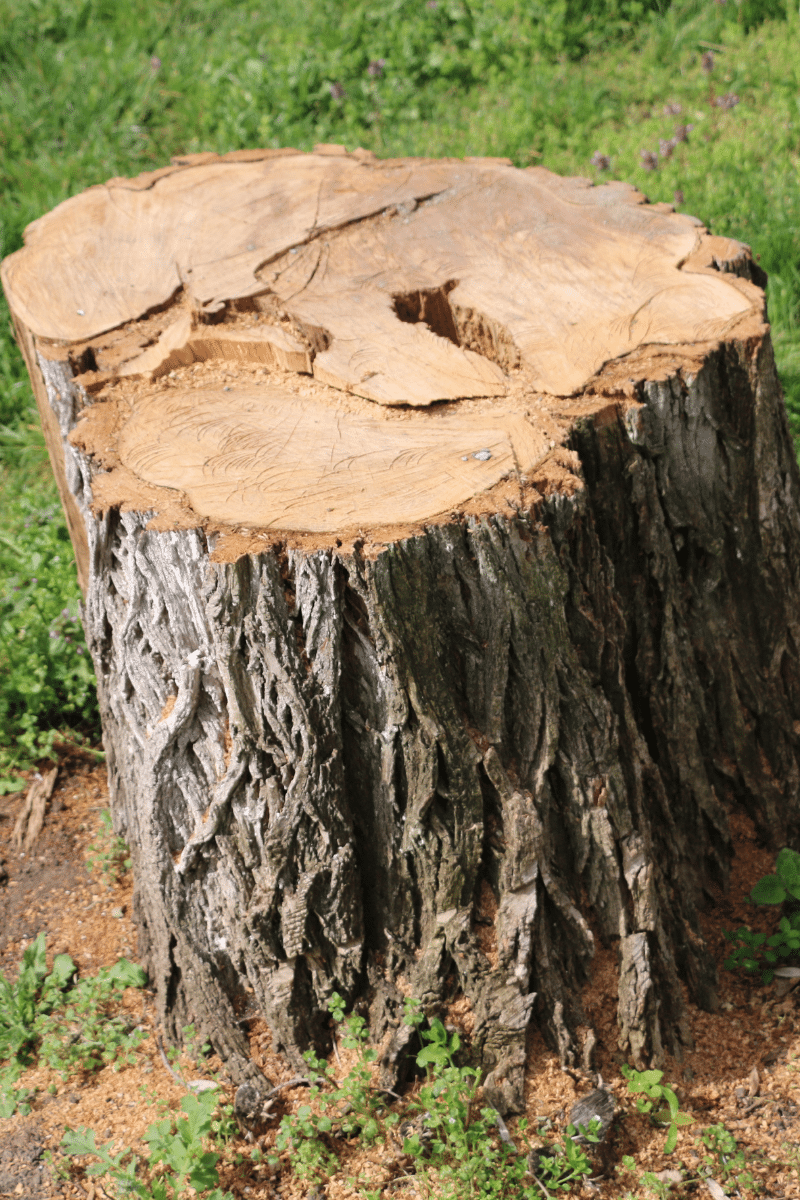 tree stump