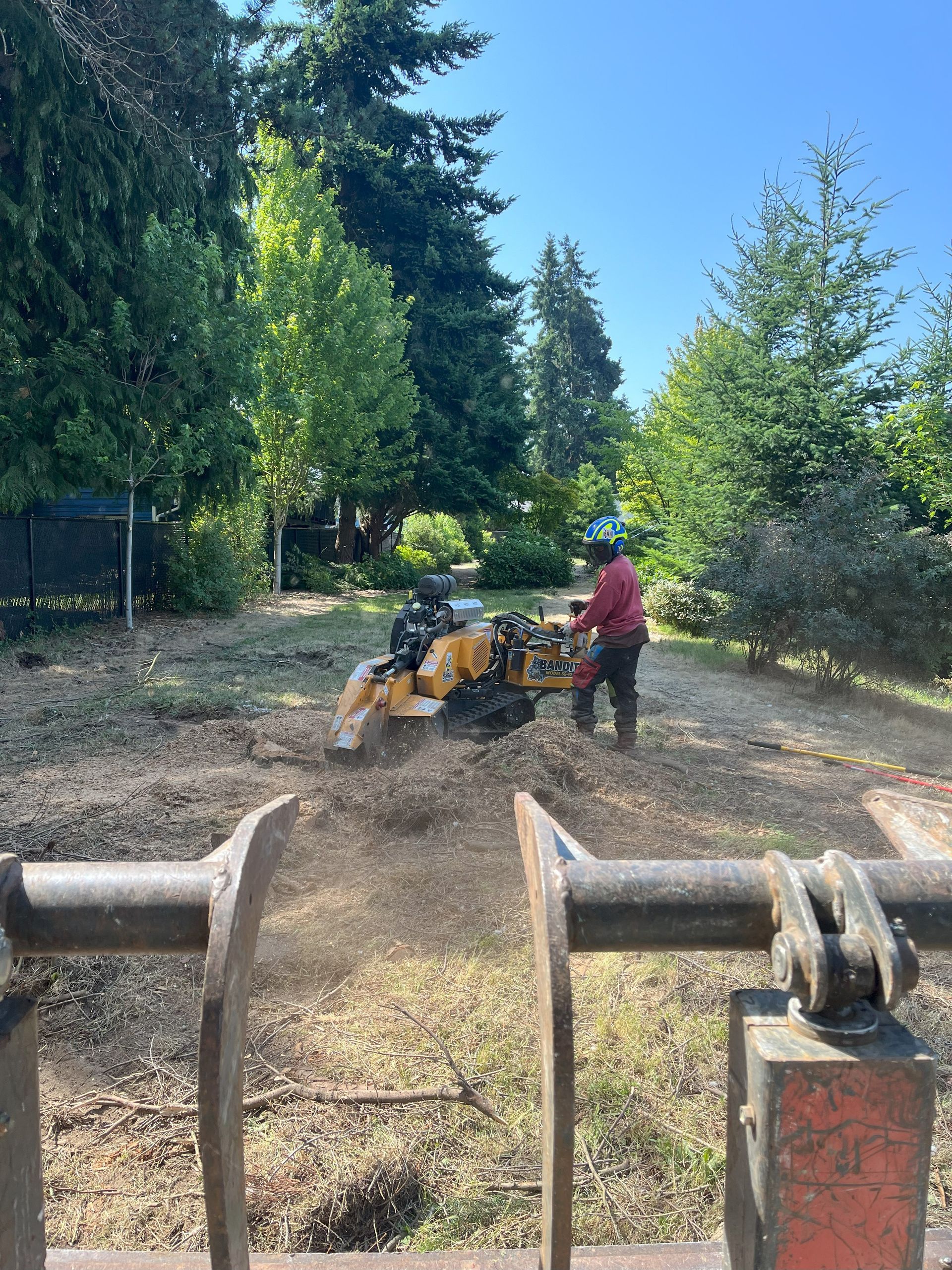 Arborist operating stump grinder