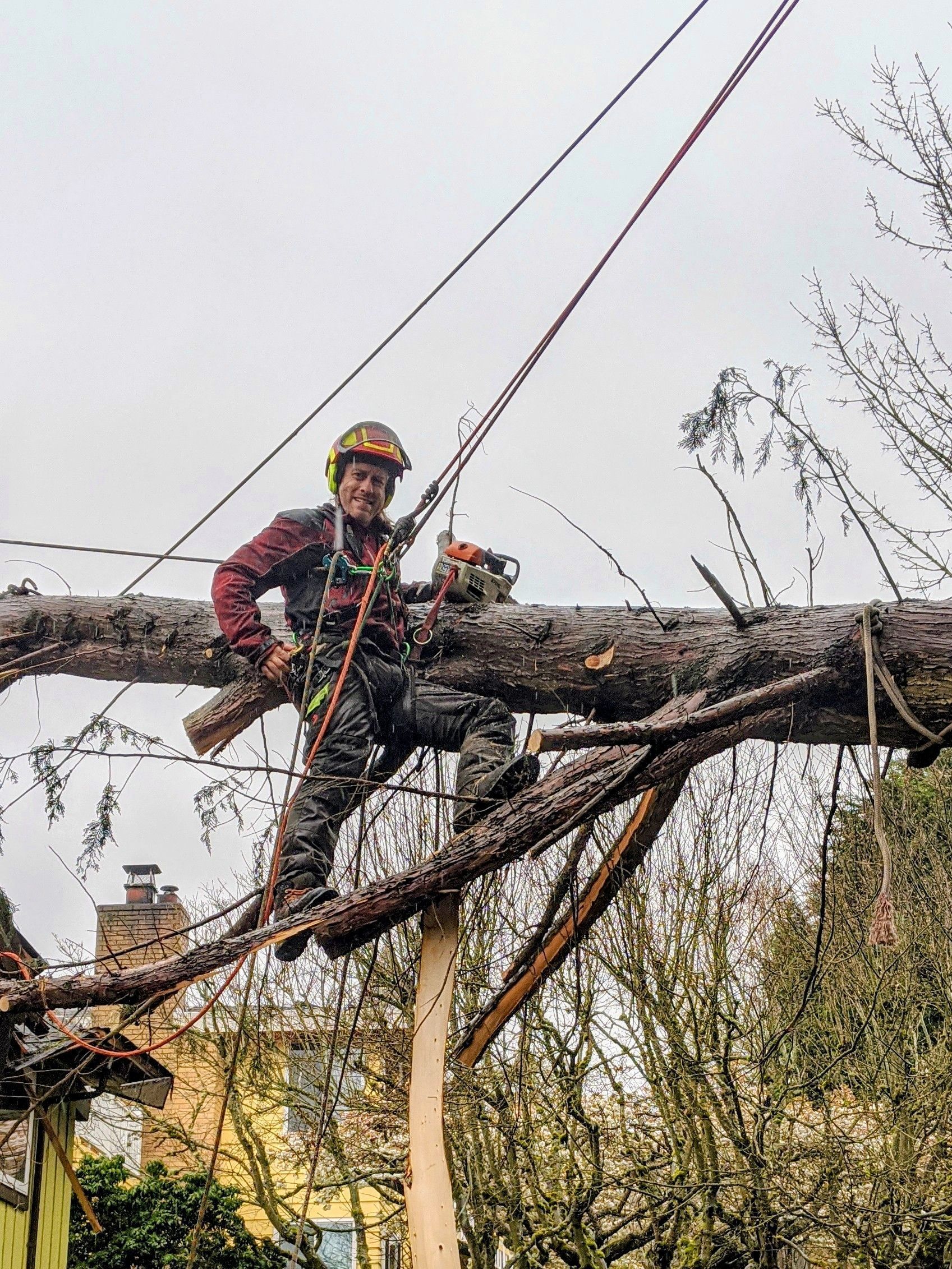 Storm damaged tree being removed near a home after structural failure