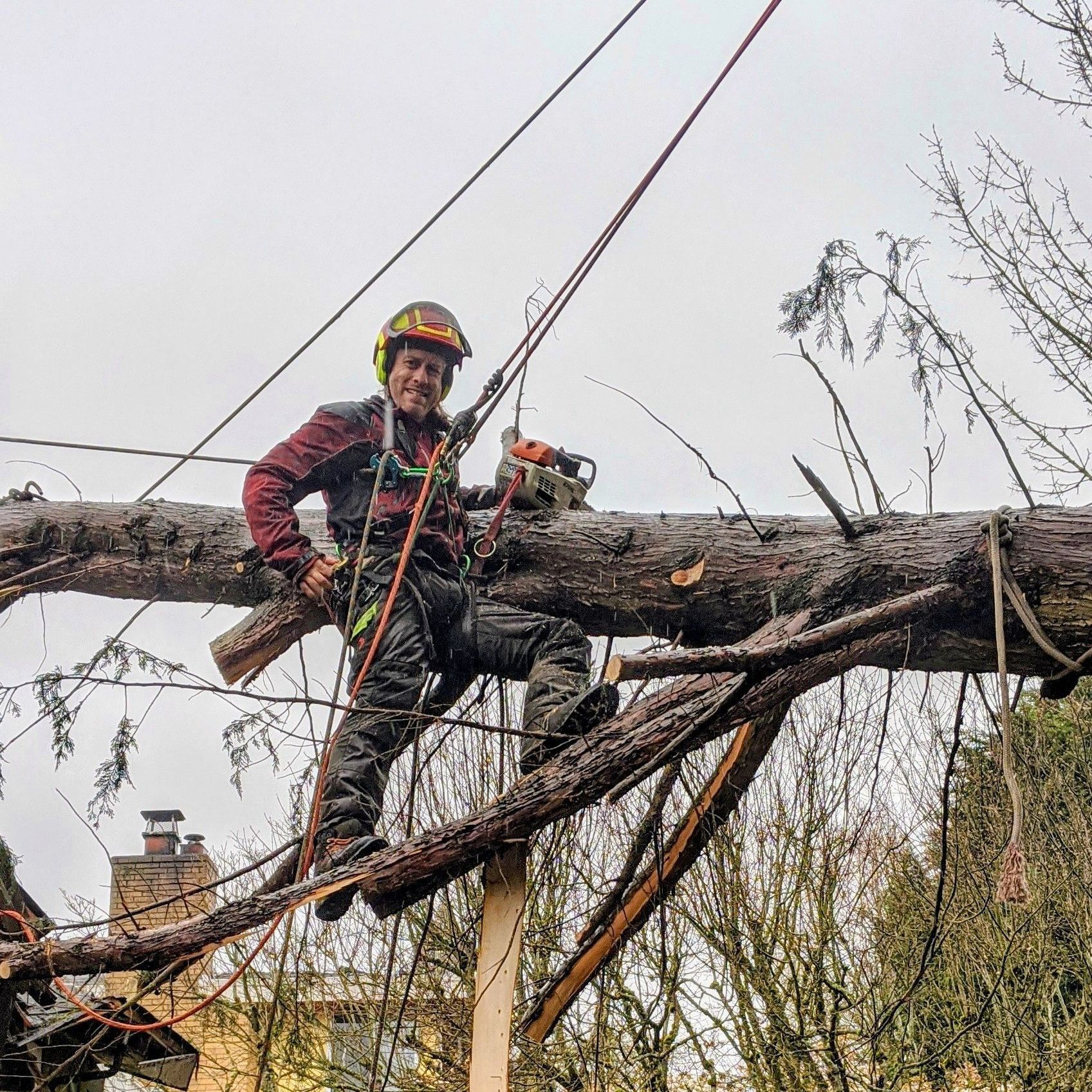 Sound Tree Care Arborists Tree Service And Tree Removal