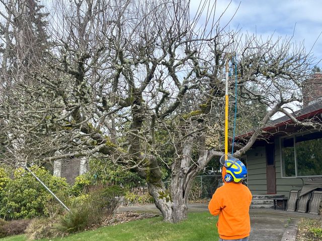 https://lirp.cdn-website.com/26ca7737/dms3rep/multi/opt/arborist-pruning-fruit-tree-640w.jpeg