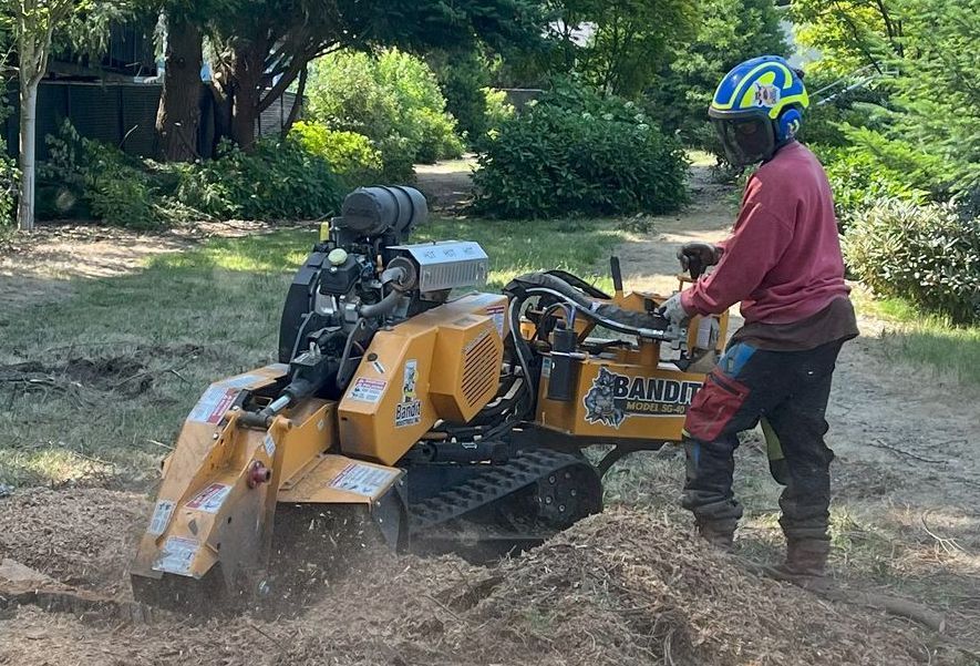arborist operates stump grinder