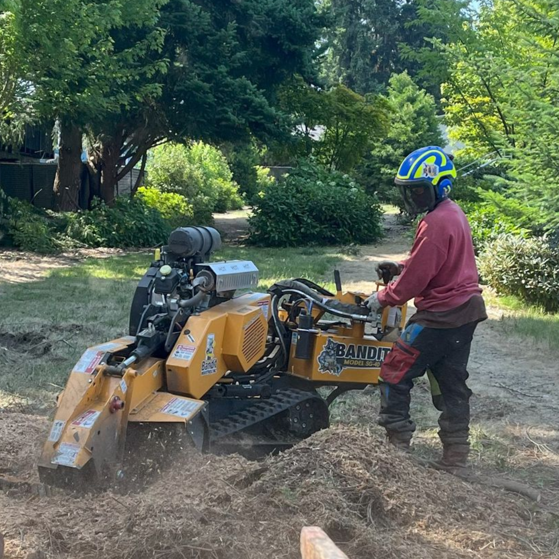 Stump grinding by Arborist