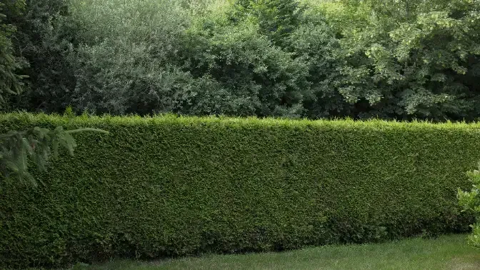 Arborvitae Hedge