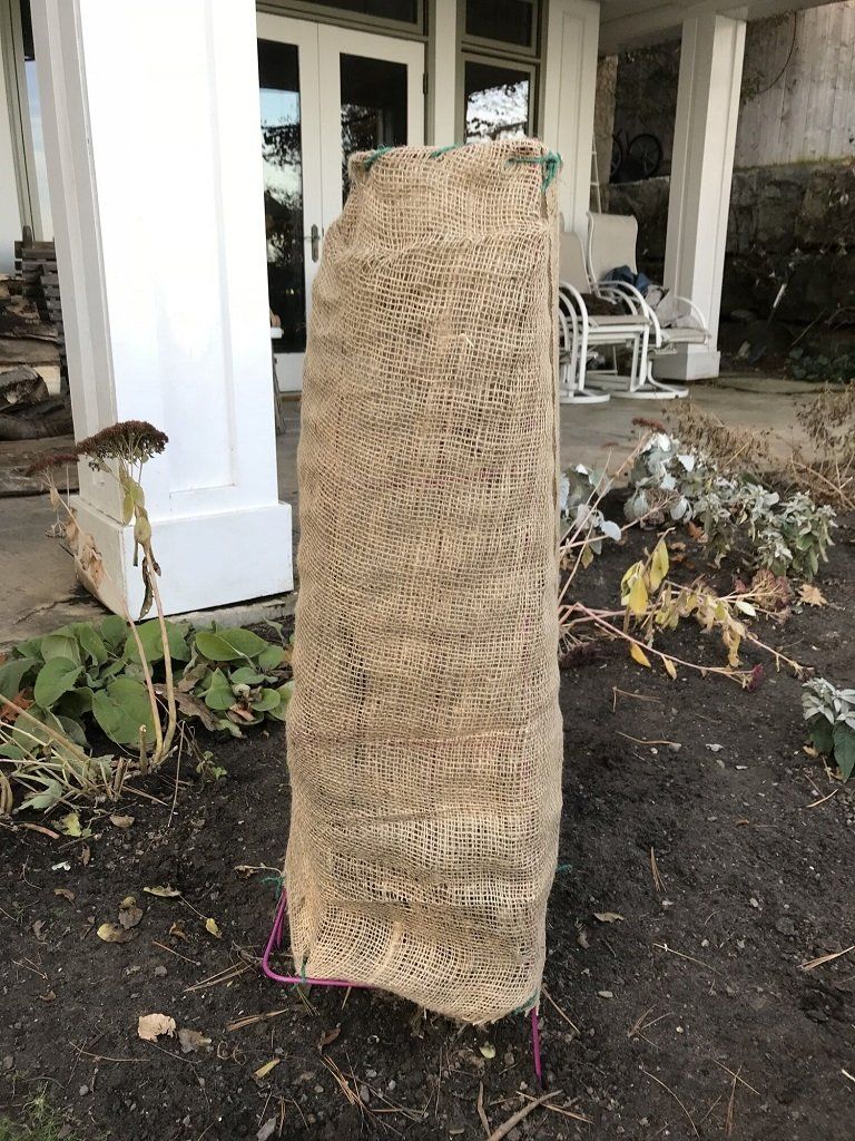 burlap wrapped shrub, 13 ways to winterize your seattle landscaping, sound tree care