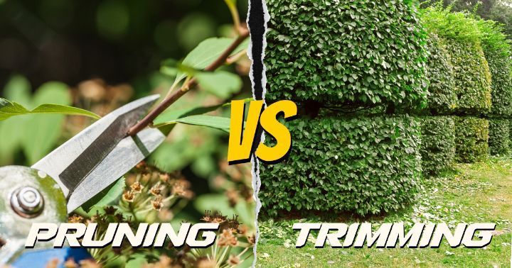 shrub pruning vs shrub trimming