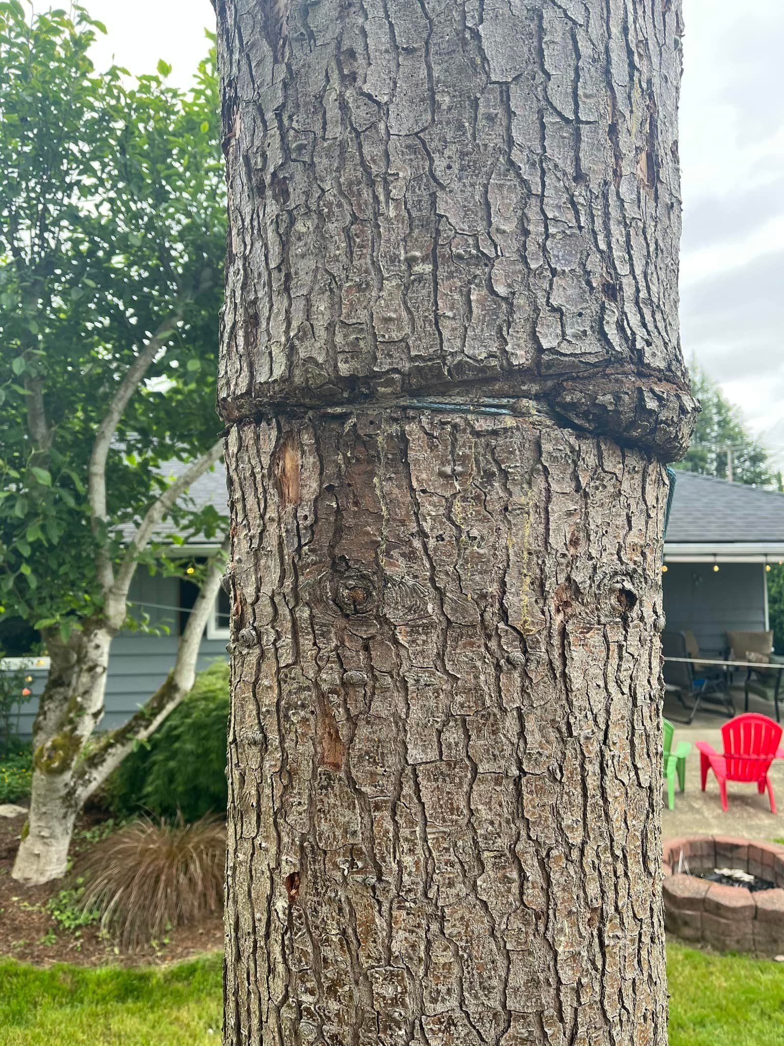 19 Things Things Not To Do To Your Trees Sound Tree Care
