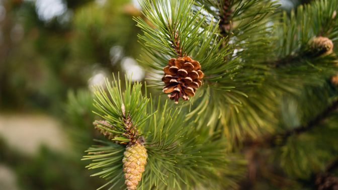 coniferous trees, 8 things to consider before planting a tree on your seattle property, sound tree care
