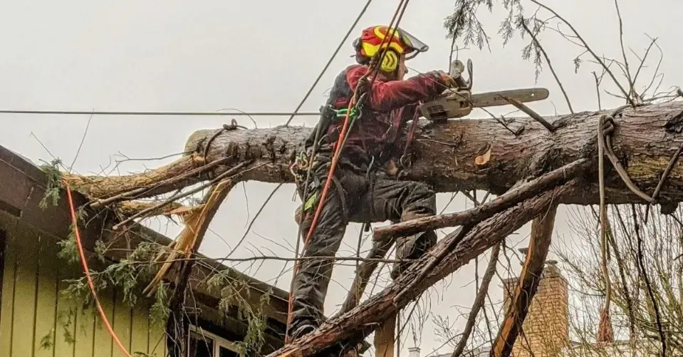 a man is cutting a tree with a chainsaw .