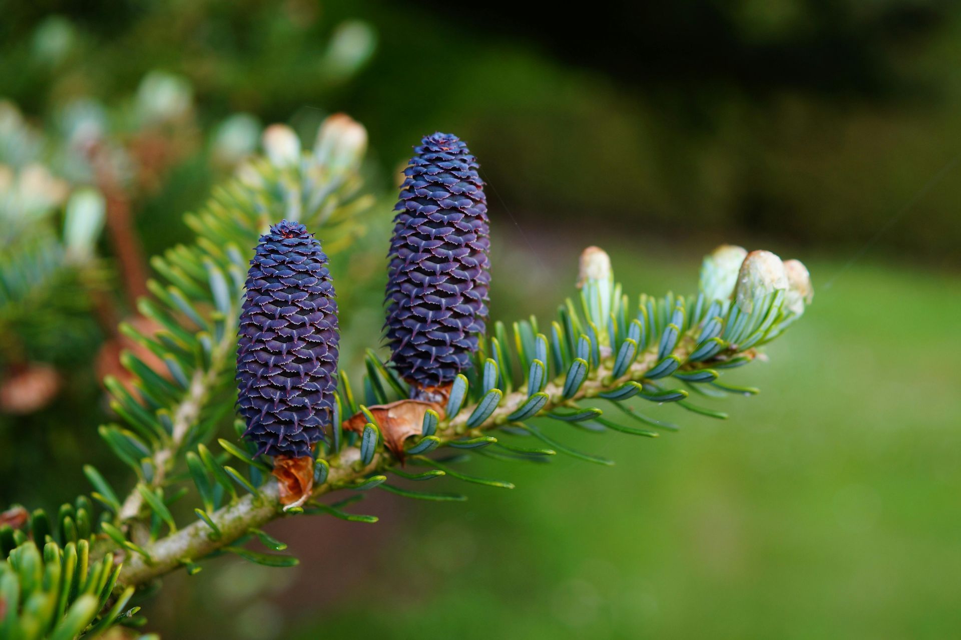 evergreen tree cones