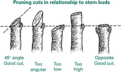 cut at a 45 degree angle when cutting branches