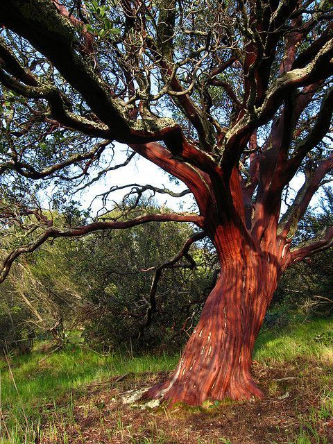 Pacific madrone tree with red bark and evergreen leaves