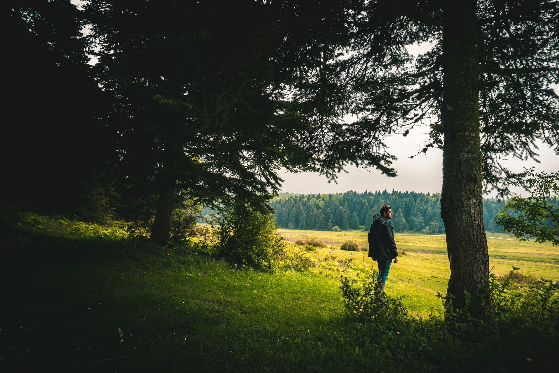 ISA Arborist standing near a tree, gazing at a meadow. Green grass, trees, and cloudy sky.