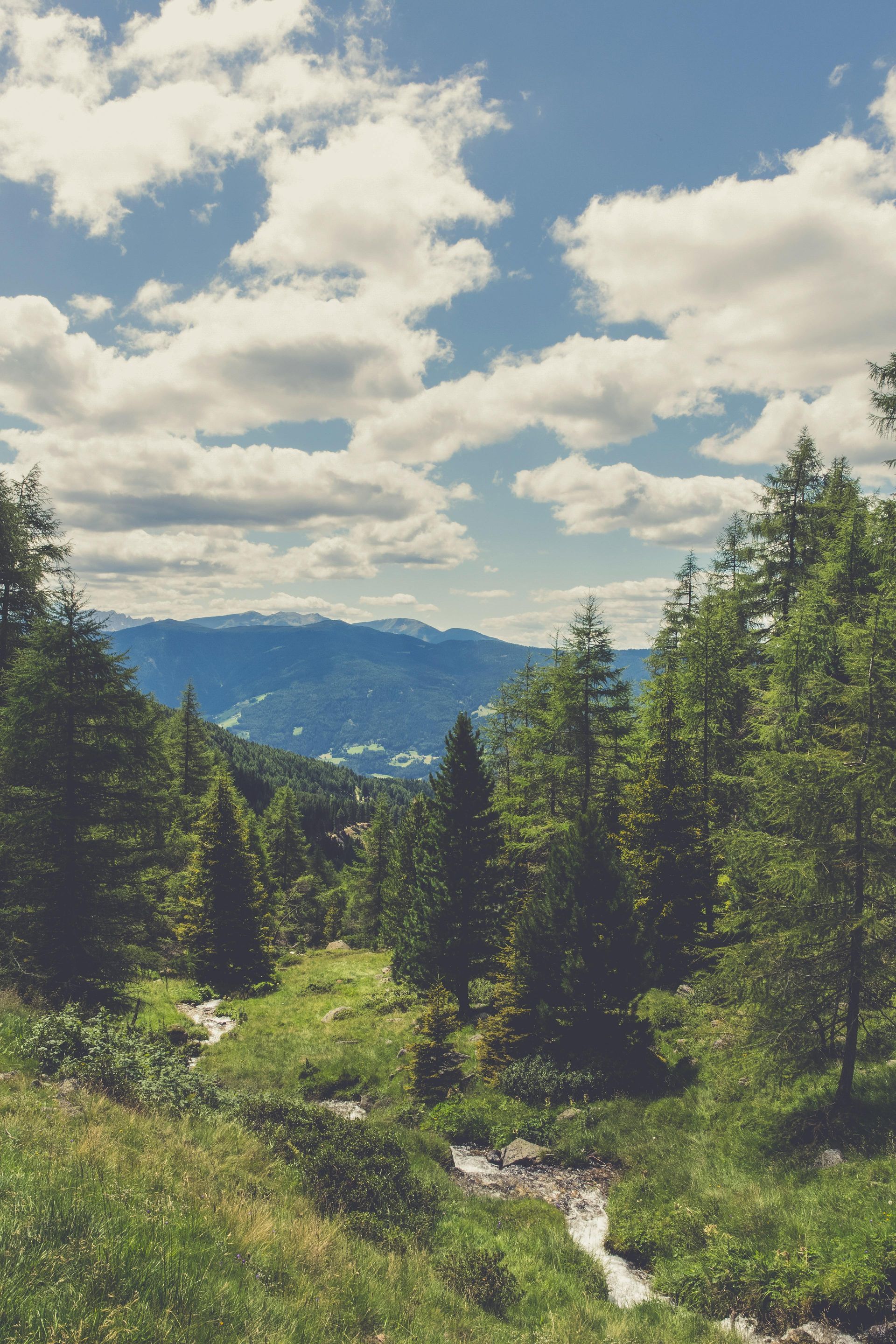 sunny mountain meadow framed by evergreens