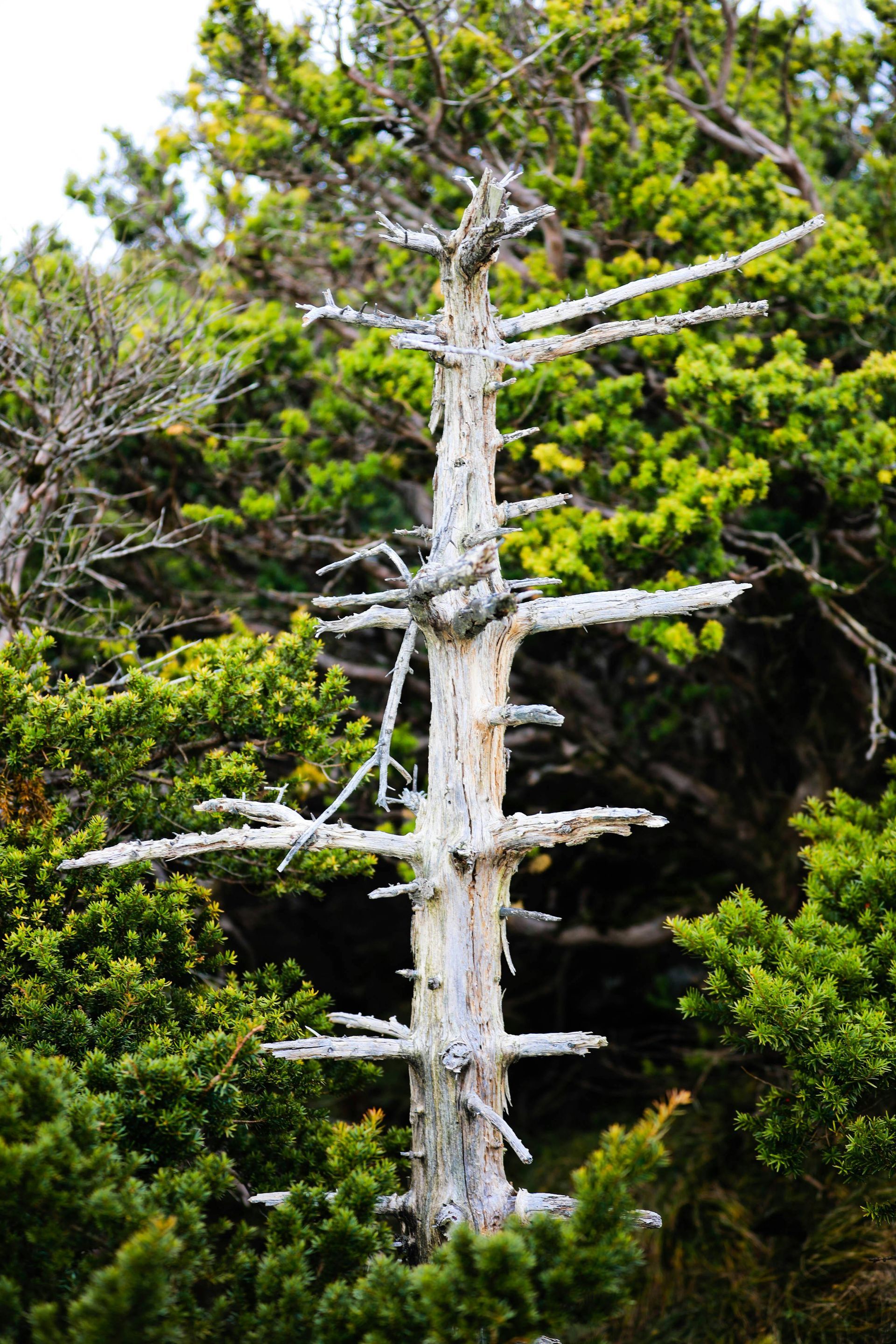 Hazardous evergreen tree with structural defects