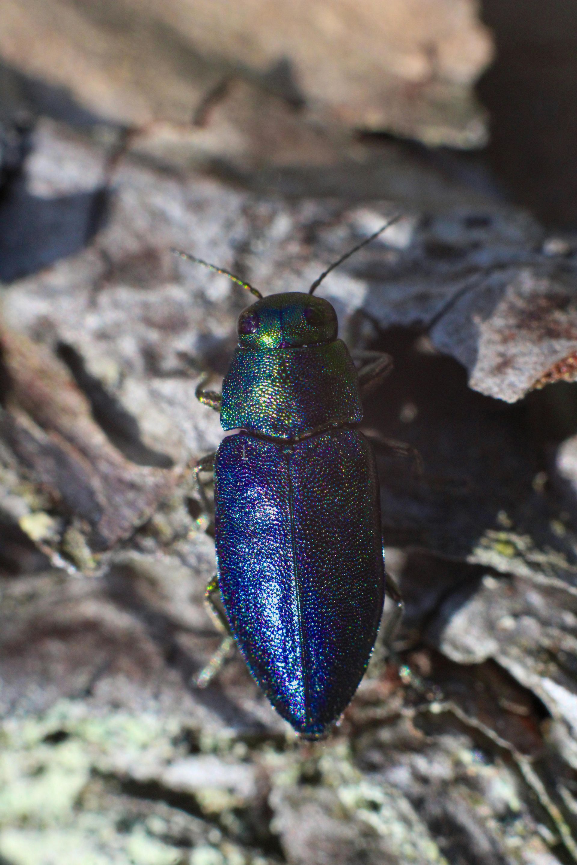 Borer type Beetle