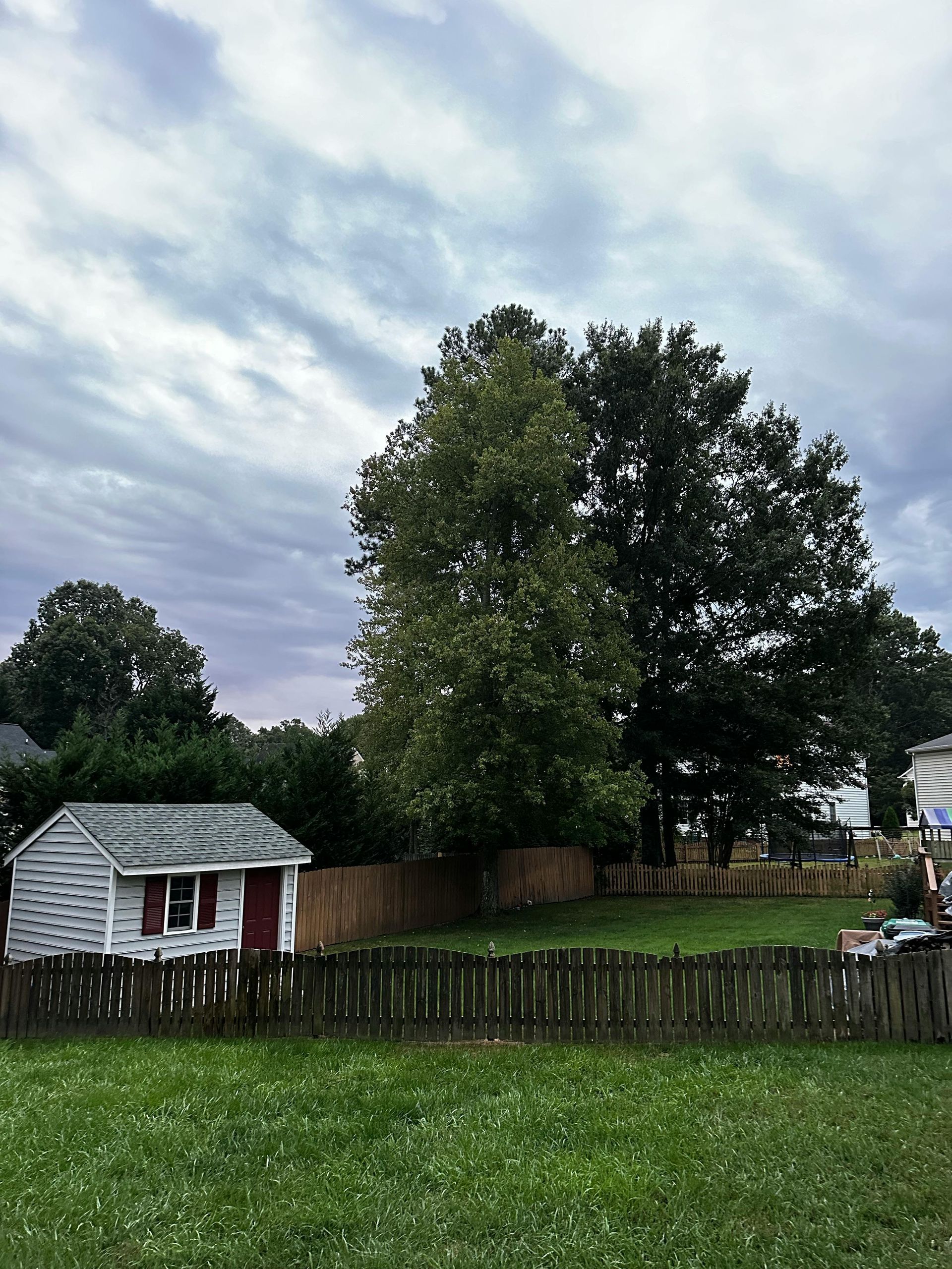 trees along fenceline