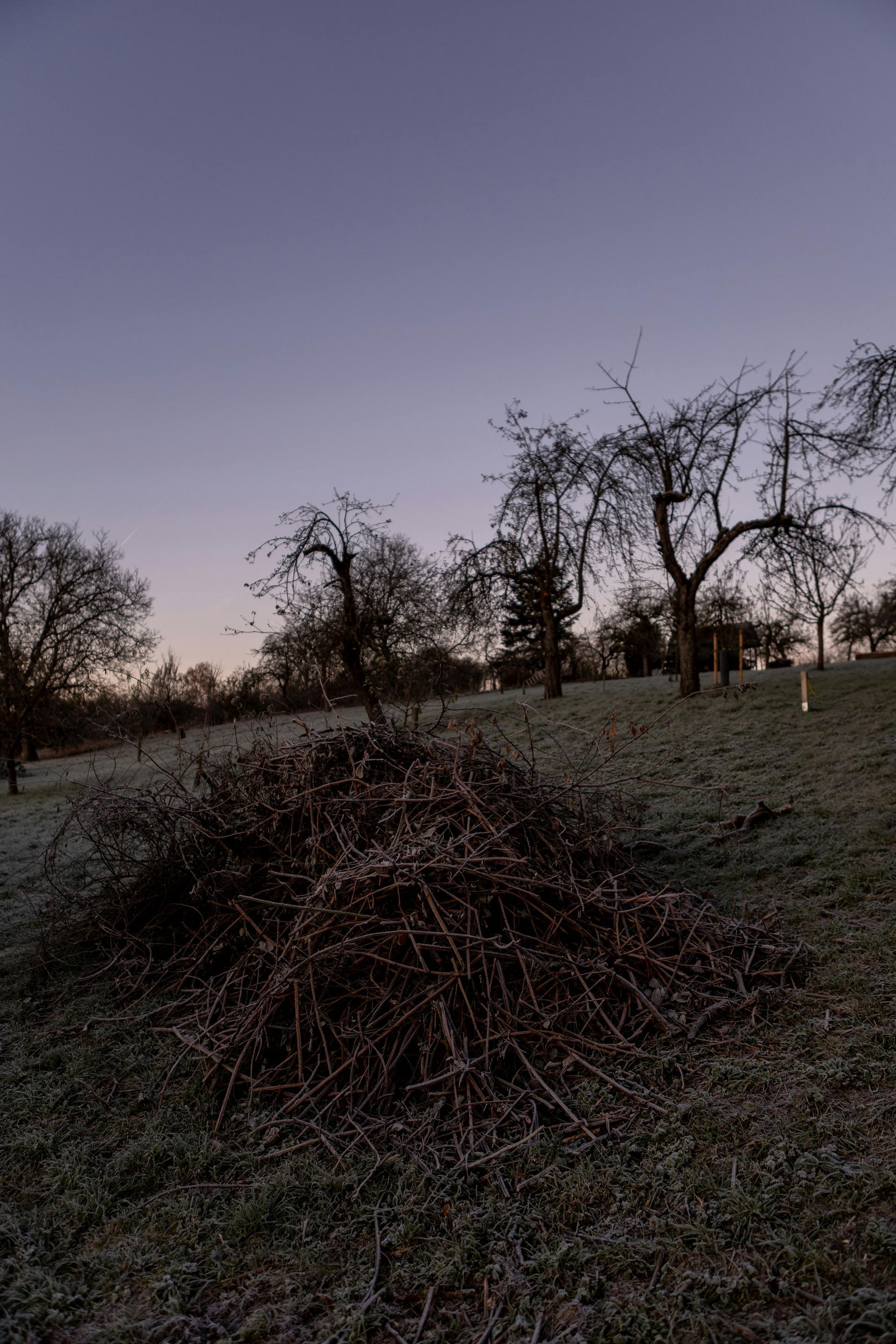 brush pile