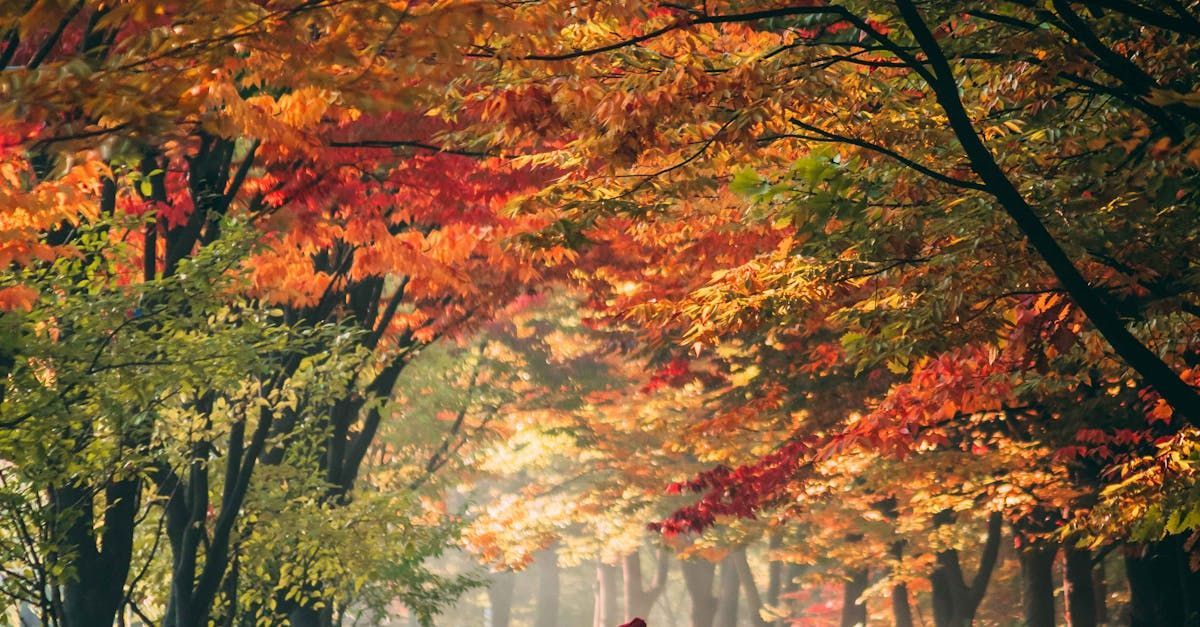 leaves with fall colors