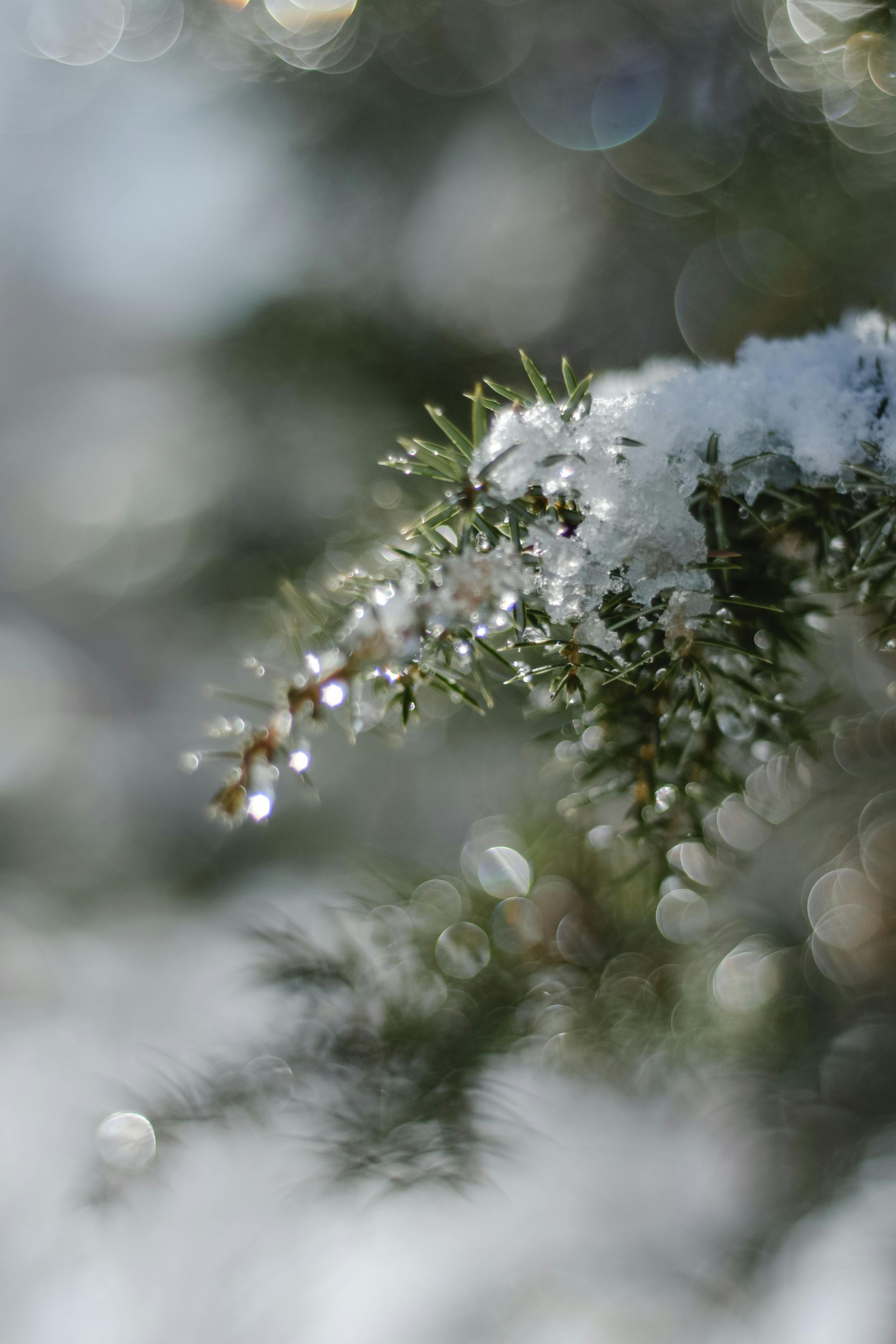 Snow and ice on evergreen needles