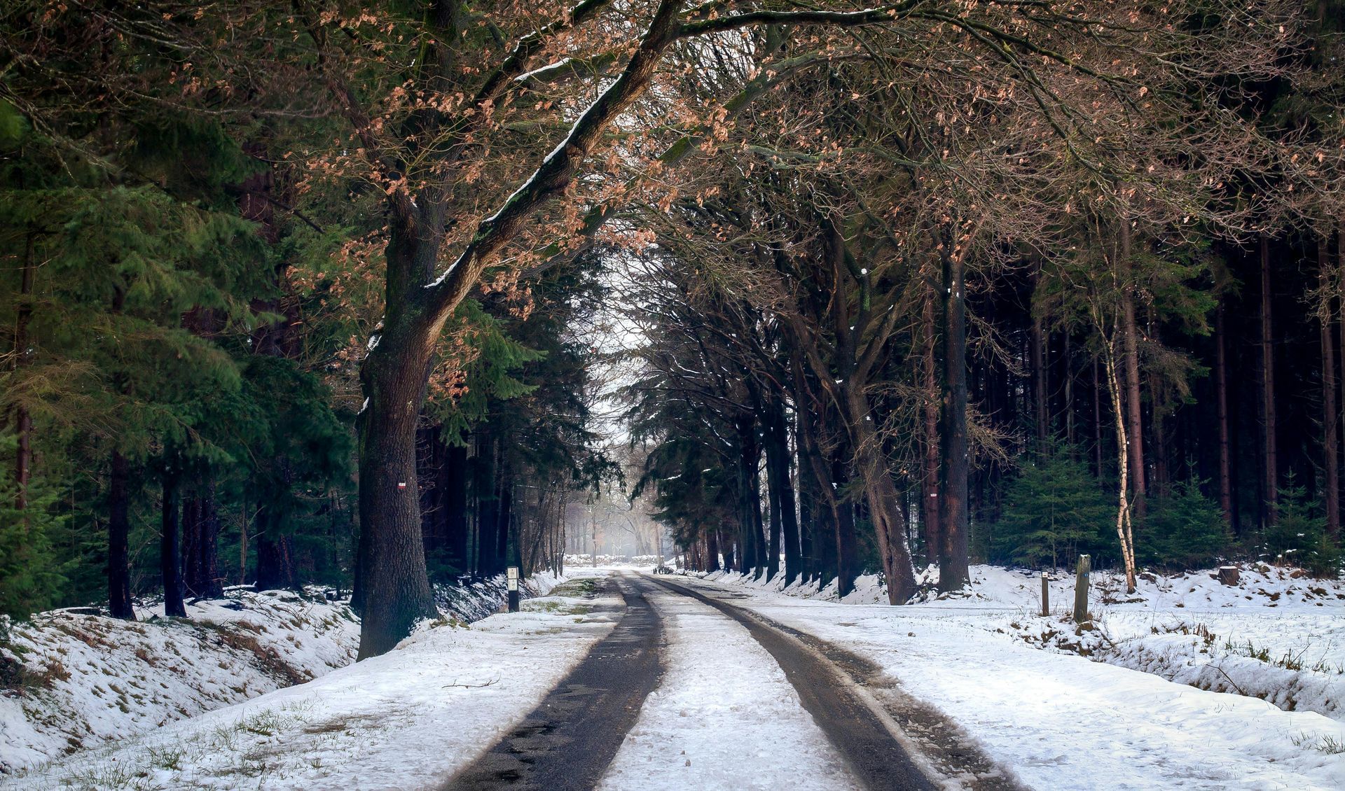 snow covered road lined with trees