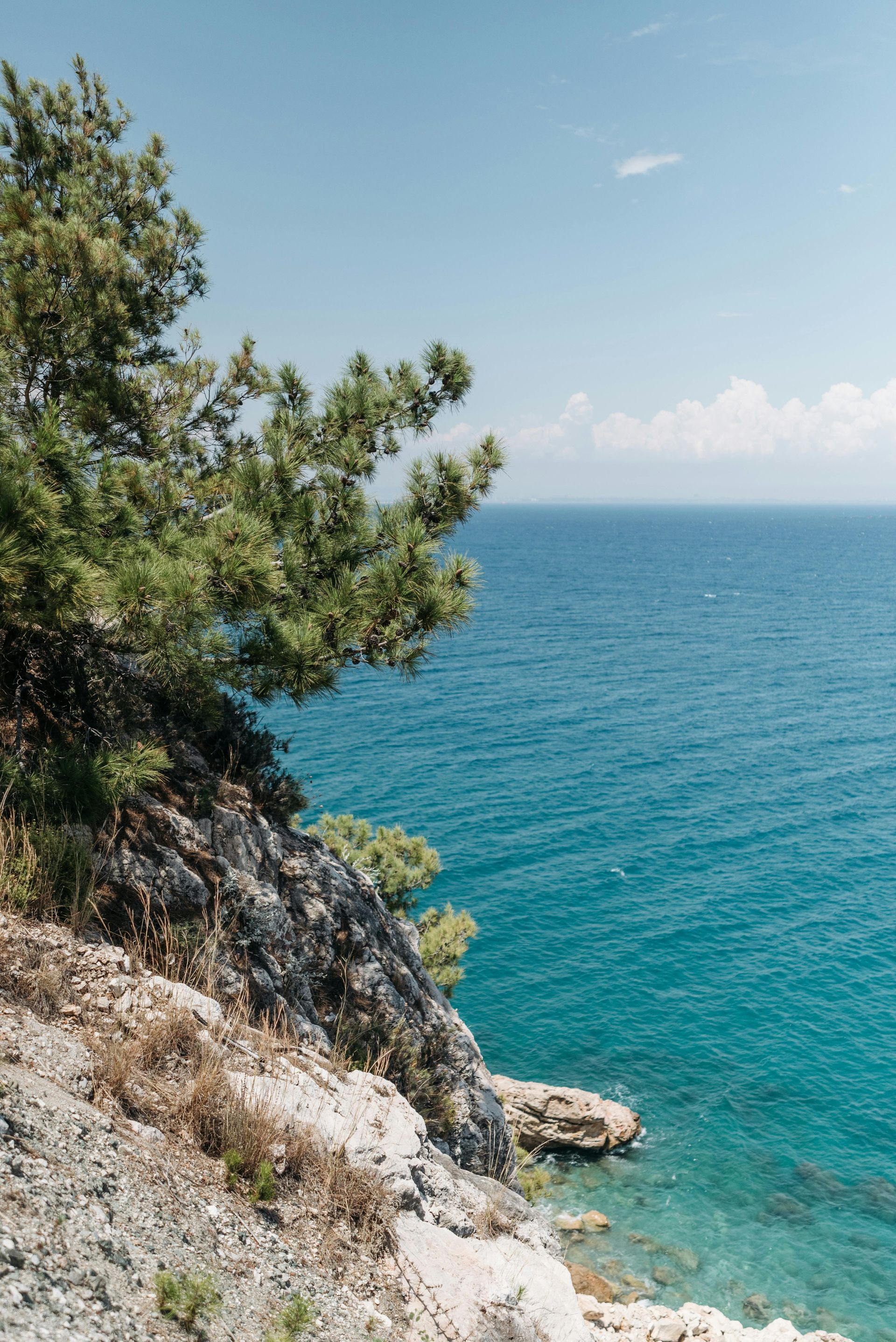 Cliffside Pine tree