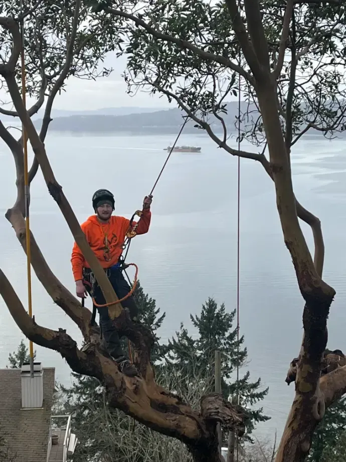 a man is standing on top of a tree overlooking the ocean .