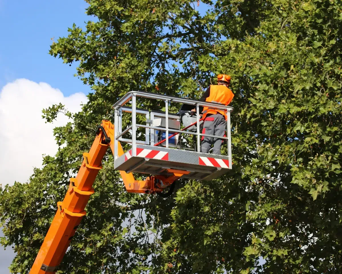 tree pruning and trimming services