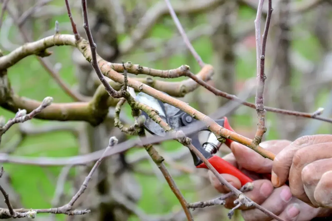 a person is cutting a tree branch with a pair of scissors .