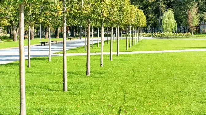 pruning young trees for structure and from in seattle wa, sound tree care