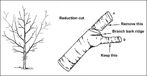 where to cut when pruning and trimming trees